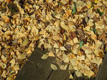 11010202.jpg