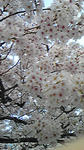 130421.jpg