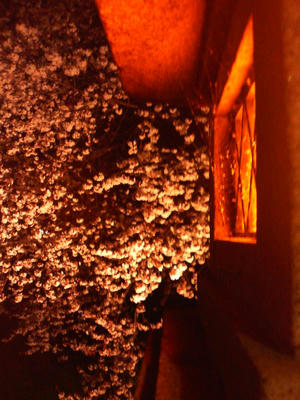よるもえる桜