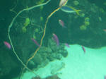 紫色の魚