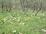 DSCF0004.JPG