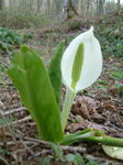DSCF0016.JPG