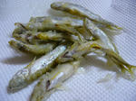 P1000859.JPG