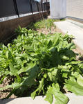 P1014356.JPG