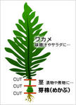 img_wakame.jpg