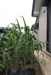 P7135288.JPG