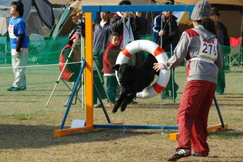 DSC_1516kitto2.jpg