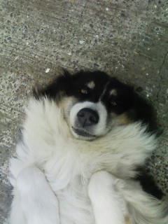 mypic.jpg