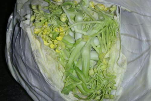 DSCN2575C2.jpg
