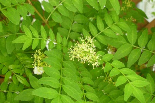DSCN3697_1.jpg