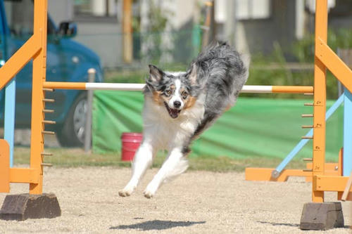 DSC_9485_1.jpg