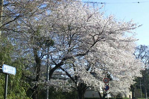 SBCA0313_1.jpg