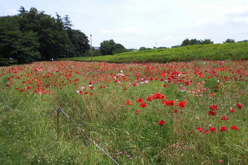 SBCA0446_1.jpg