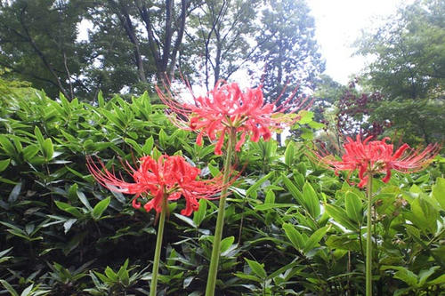 SBCA0547.jpg