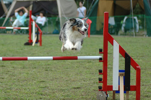 DSC_9414_1.jpg