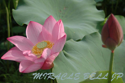 20120813_1.jpg