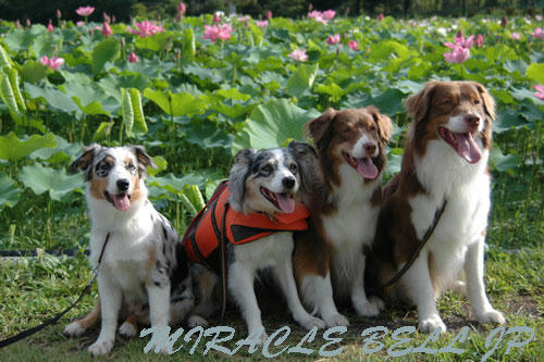 20120813_2.jpg
