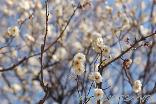 20130223_1.jpg