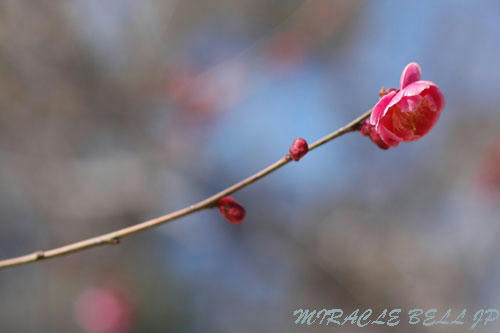 20130223_2.jpg
