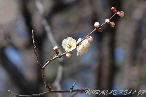 20130223_3.jpg