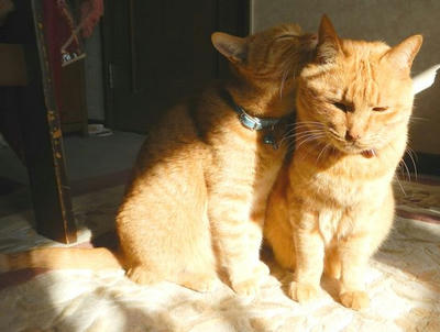 トラ猫が2匹