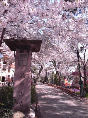 花のみちの桜