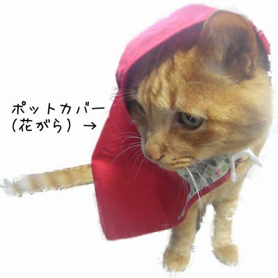 ポットカバーをかぶったあじゃり