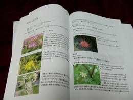 sP1250041.jpg