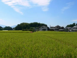 sP1250187-1.jpg