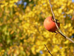 sP1250589.jpg