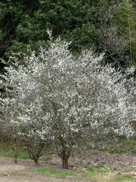 sP1020170.jpg