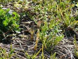 sP1020992.jpg