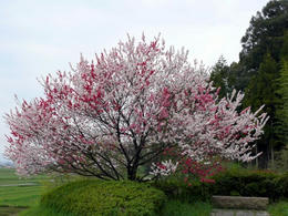 sP1040002.jpg