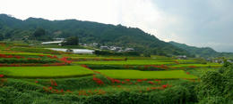 shiganbana3.jpg