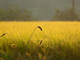sP1000265.jpg
