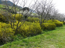 s-P1150117.jpg
