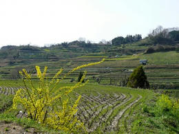 s-P1150121.jpg