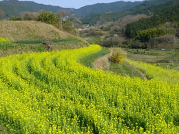 s-P1150159.jpg