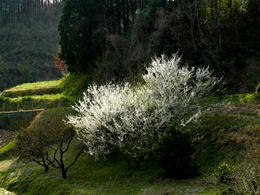 s-P1150213.jpg