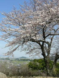 s-P1150262.jpg