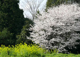 s-P1150478.jpg
