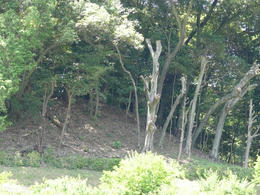 s-P1160072.jpg