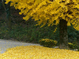 sP1160686.jpg