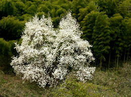 sP1000037.jpg