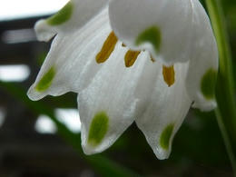 sP1000363.jpg