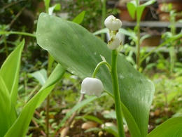 sP1000358.jpg