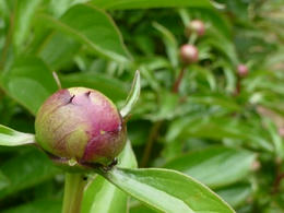 sP1000359.jpg