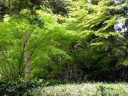 ssP1000391.jpg