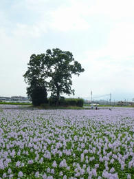 mP1000726.jpg