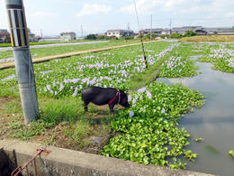 mP1000733.jpg